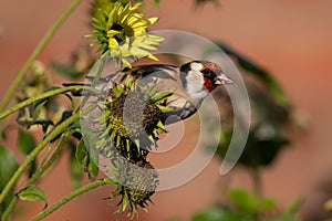 Goldfinch feeding on a sunflower in RHS garden