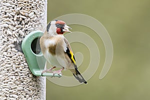 Goldfinch Feeding on Sunflower Seed Heart with Copyspace