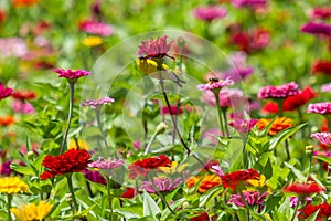 Goldfinch in a field of Zinnias in southern Illinois