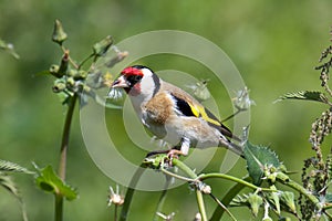 Goldfinch on flower stem.