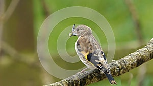Goldfinch with flys in its beak on a branch in a tree in wood in UK