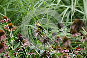 Goldfinch in Forest Park 2020 I