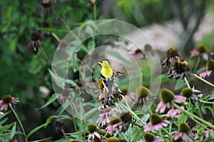 Goldfinch in Forest Park 2020 II
