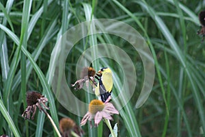 Goldfinch in Forest Park 2020 V