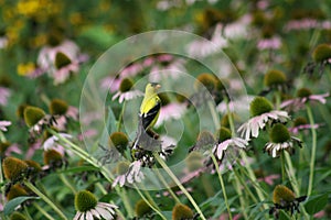 Goldfinch in Forest Park 2020 VI