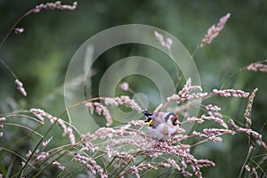 Goldfinch on grass in the Highlands of Scotland.