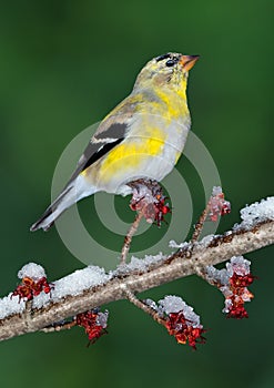 Goldfinch on icy spring branch