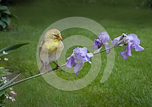 Goldfinch on Irises