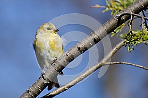 Goldfinch With Loose Feather Perched in a Tree