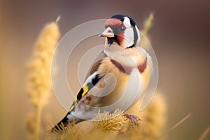 A Goldfinch Lugano standing on the grass, with an out-of-focus background