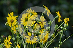 Goldfinch