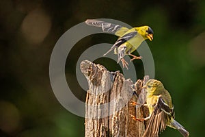 Goldfinch mates together on a post in summer