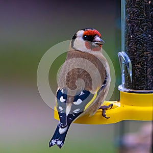 goldfinch on a niger feeder