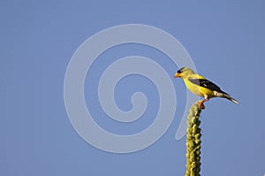 Goldfinch on perch