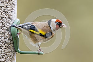 Goldfinch Perched on Bird Feeder with Sunflower Seed Hearts