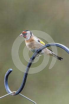 Goldfinch perched on Curved Metal Hook in Winter
