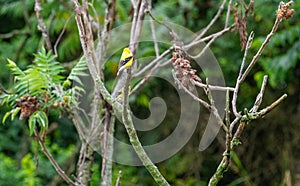 Goldfinch perched on limb of tree