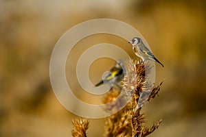 Goldfinch, perched on a thistle, with out of focus background. photo