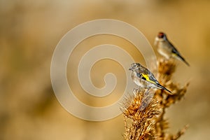 Goldfinch, perched on a thistle, with out of focus background. photo