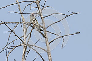 Goldfinch perched on a tree