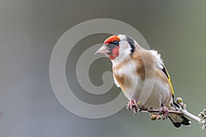 Goldfinch Perched on Twig in Winter