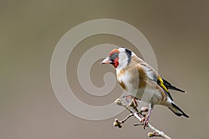 Goldfinch Perched on Twig in Winter