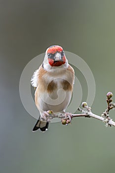 Goldfinch Perched on Twig in Winter Against Clean Background