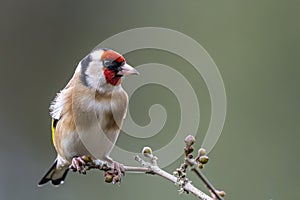 Goldfinch Perched on Twig in Winter with Clean Green Background