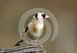 Goldfinch perching on a fallen log