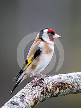 Goldfinch perching on an oak branch