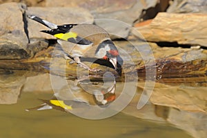 Goldfinch - Pintassilgo -  Carduelis carduelis
