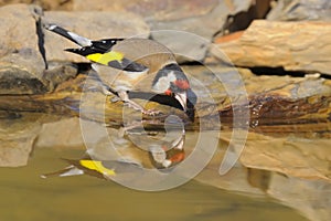 Goldfinch - Pintassilgo -  Carduelis carduelis photo