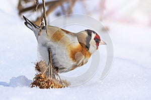 Goldfinch pressed the snow of woolly burdock seeds