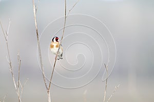 Goldfinch, red mask bird, i recall this bird since childhood