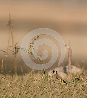 Goldfinch with Ruda herb