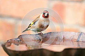 Goldfinch sat on bird bath