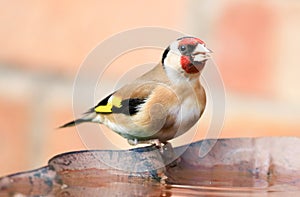 Goldfinch sat on bird bath