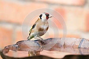 Goldfinch sat on bird bath