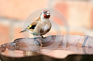 Goldfinch sat on bird bath