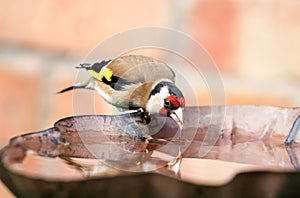 Goldfinch sat drinking on bird bath