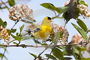 Goldfinch Sings in a Viburnum Bush