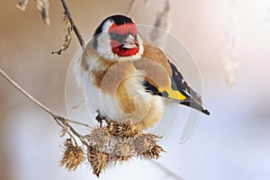 Goldfinch sitting on a burdock in winter sunny day with sunny hotspot