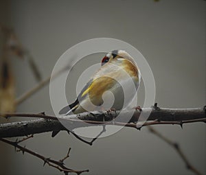 Goldfinch is sitting on grey branch and ruffling feathers.