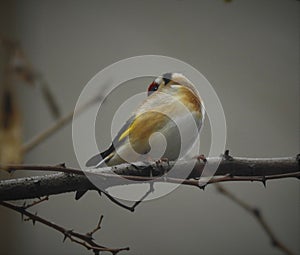 Goldfinch is sitting on grey branch and ruffling feathers. photo