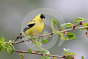 Goldfinch in Spring photo
