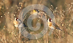 Goldfinch in tall grass