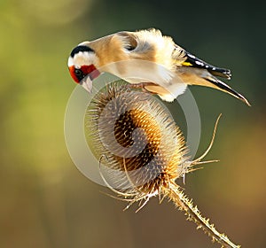 Goldfinch on Teasel photo