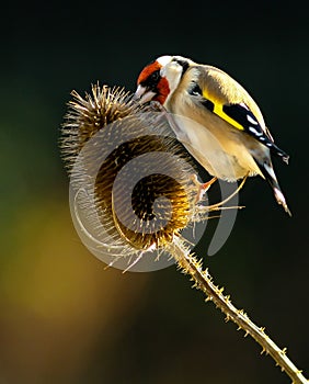 Goldfinch with Teasel photo