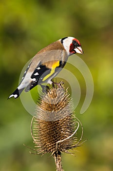 Goldfinch on Teasle