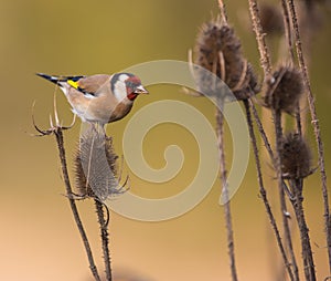 Goldfinch on Thistle plant